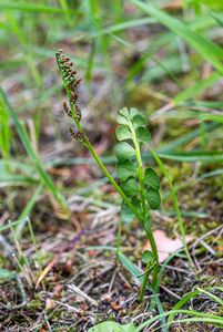 Vratička měsíční (Botrychium lunaria)
