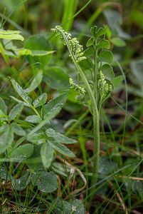 Vratička měsíční (Botrychium lunaria)