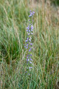 Zvonek boloňský (Campanula bononiensis)