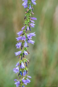 Zvonek boloňský (Campanula bononiensis)