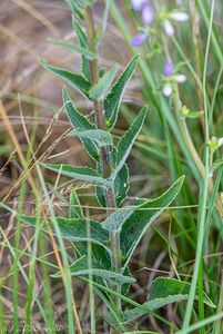 Zvonek boloňský (Campanula bononiensis)