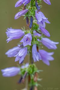 Zvonek boloňský (Campanula bononiensis)