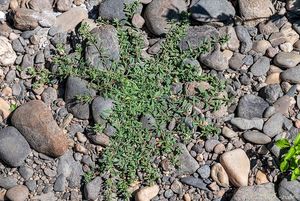 Drobnokvět pobřežní (Corrigiola litoralis)