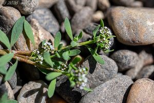 Drobnokvět pobřežní (Corrigiola litoralis)