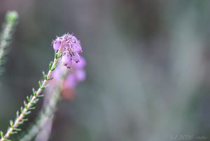 Vřesovec čtyřřadý (Erica tetralix)