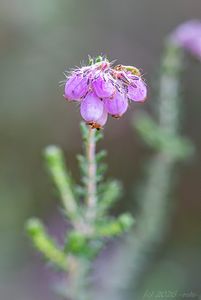 Vřesovec čtyřřadý (Erica tetralix)
