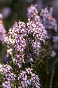 Vřesovec pleťový (Erica carnea)