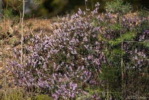 Vřesovec pleťový (Erica carnea)