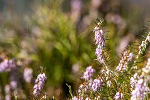 Vřesovec pleťový (Erica carnea)