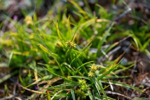 Ostřice pozdní (Carex oederi)