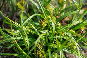 Ostřice pozdní (Carex oederi)