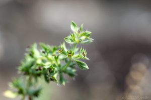 Hojník chlumní (Sideritis montana)