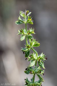 Hojník chlumní (Sideritis montana)
