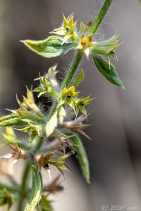 Hojník chlumní (Sideritis montana)