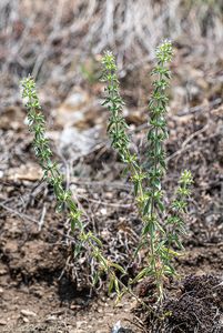 Hojník chlumní (Sideritis montana)