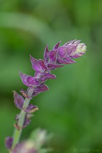 Šalvěj hajní (Salvia nemorosa)
