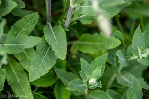 Šalvěj hajní (Salvia nemorosa)
