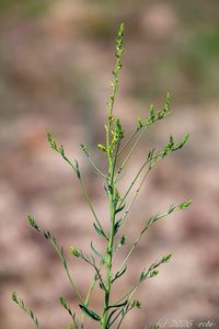 Lnice kručinkolistá (Linaria genistifolia)