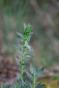 Lnice kručinkolistá (Linaria genistifolia)