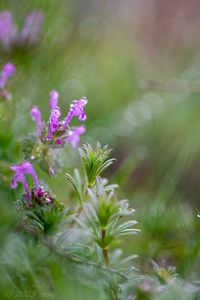 Hluchavka objímavá (Lamium amplexicaule)