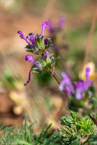 Hluchavka objímavá (Lamium amplexicaule)