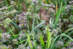 Hluchavka objímavá (Lamium amplexicaule)