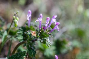 Hluchavka objímavá (Lamium amplexicaule)