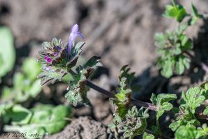 Hluchavka objímavá (Lamium amplexicaule)