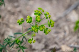 Pryšec obecný (Euphorbia esula)