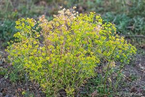 Pryšec obecný (Euphorbia esula)
