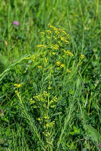 Pryšec zapeklitý (Euphorbia saratoi)