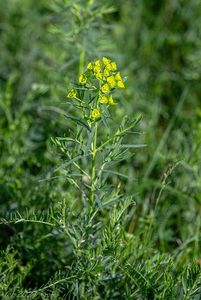 Pryšec zapeklitý (Euphorbia saratoi)