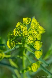 Pryšec zapeklitý (Euphorbia saratoi)