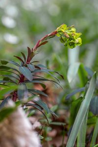 Pryšec mandloňovitý (Euphorbia amygdaloides)