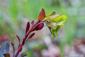 Pryšec mandloňovitý (Euphorbia amygdaloides)