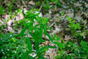 Pryšec sladký (Euphorbia dulcis)