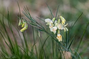 Hrachor panonský (Lathyrus pannonicus)