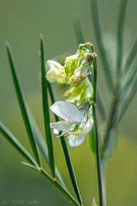Hrachor panonský (Lathyrus pannonicus)