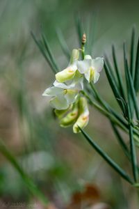 Hrachor panonský (Lathyrus pannonicus)