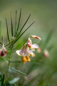 Hrachor panonský (Lathyrus pannonicus)