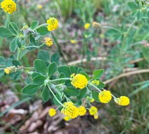 Tolice dětelová (Medicago lupulina)