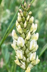 Kozinec cizrnovitý (Astragalus cicer L.)