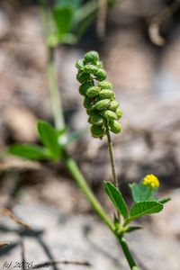 Tolice dětelová (Medicago lupulina)