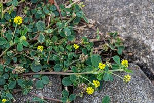 Tolice dětelová (Medicago lupulina)
