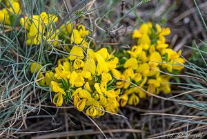 Kručinka chlupatá (Genista pilosa)