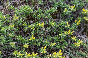 Kručinka chlupatá (Genista pilosa)
