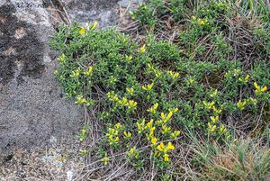 Kručinka chlupatá (Genista pilosa)