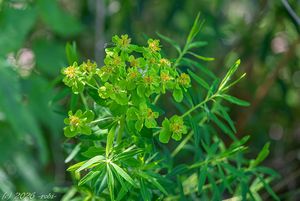 Pryšec bahenní (Euphorbia palustris)