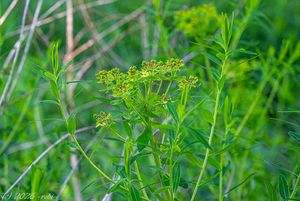 Pryšec bahenní (Euphorbia palustris)