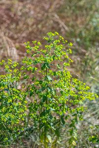 Pryšec polocholistý (Euphorbia platyphyllos)